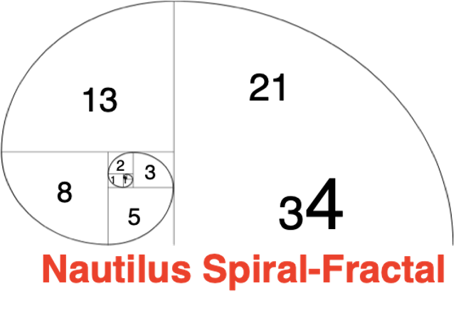 Nautilus Shell
            Spiral