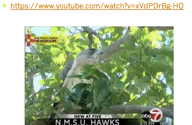 Hawk Video YouTube and NMSU behavior