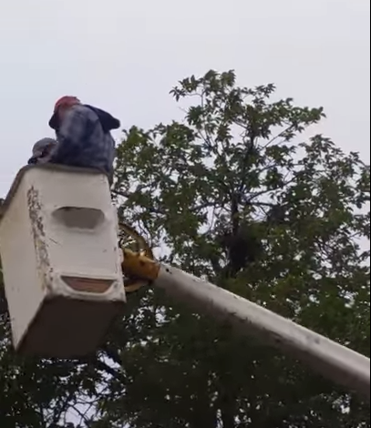 Swainson Hawk Nest Chainsawed by Workers on NMSU Crane