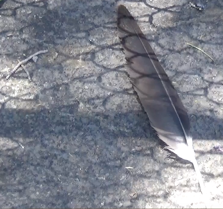 Swainson's Hawk Feather