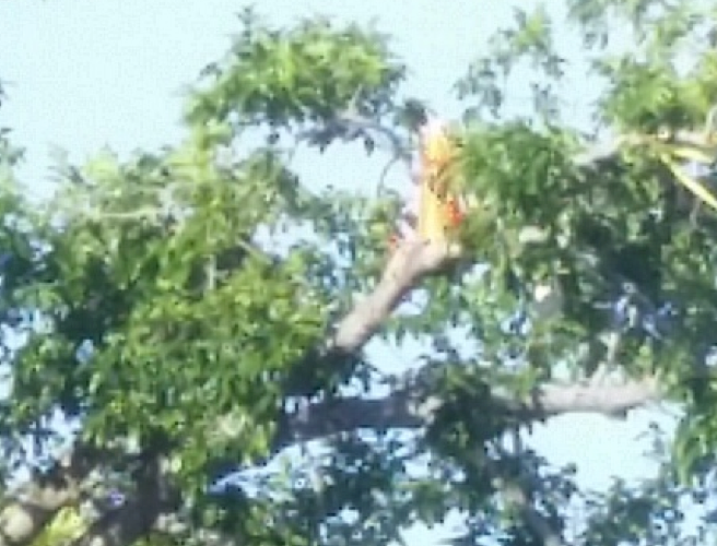 Hawk Nest destroyed by Orange Traffic Cone