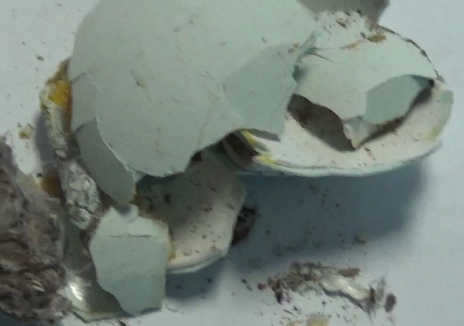 May 2 2016 Fallen Swainson's Hawk Egg at NMSU