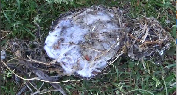 May 9 2016 Swainson's Hawk Nest on Ground