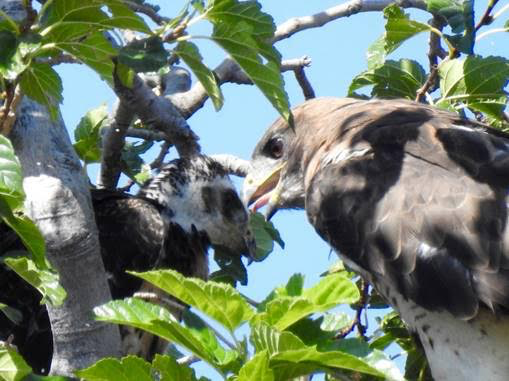 NMSU Swainson's Hawk feeding young fledgling