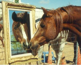 Horse is a Mirror