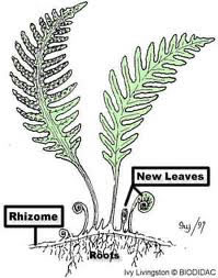 Rhizome