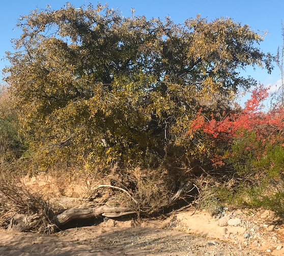Last Hackberry Tree in Alameda Arroyo