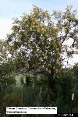 Western
                      Soapberry