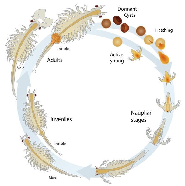 Life
            Cycle of New Mexico Fairy Shrimp