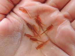 New
                  Mexico Fairy Shrimp in the hand