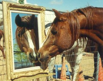 How
                      Nahdion Sees Horse Sense