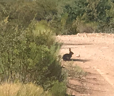 Jack Rabbit watching all this