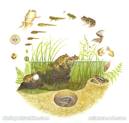 Life
                  Cycle of New Mexico Spadefoot Toad