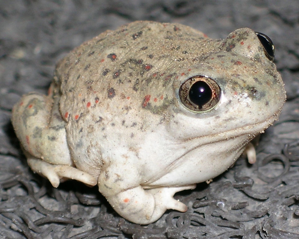 New
                  Mexico Spadefoot Toad