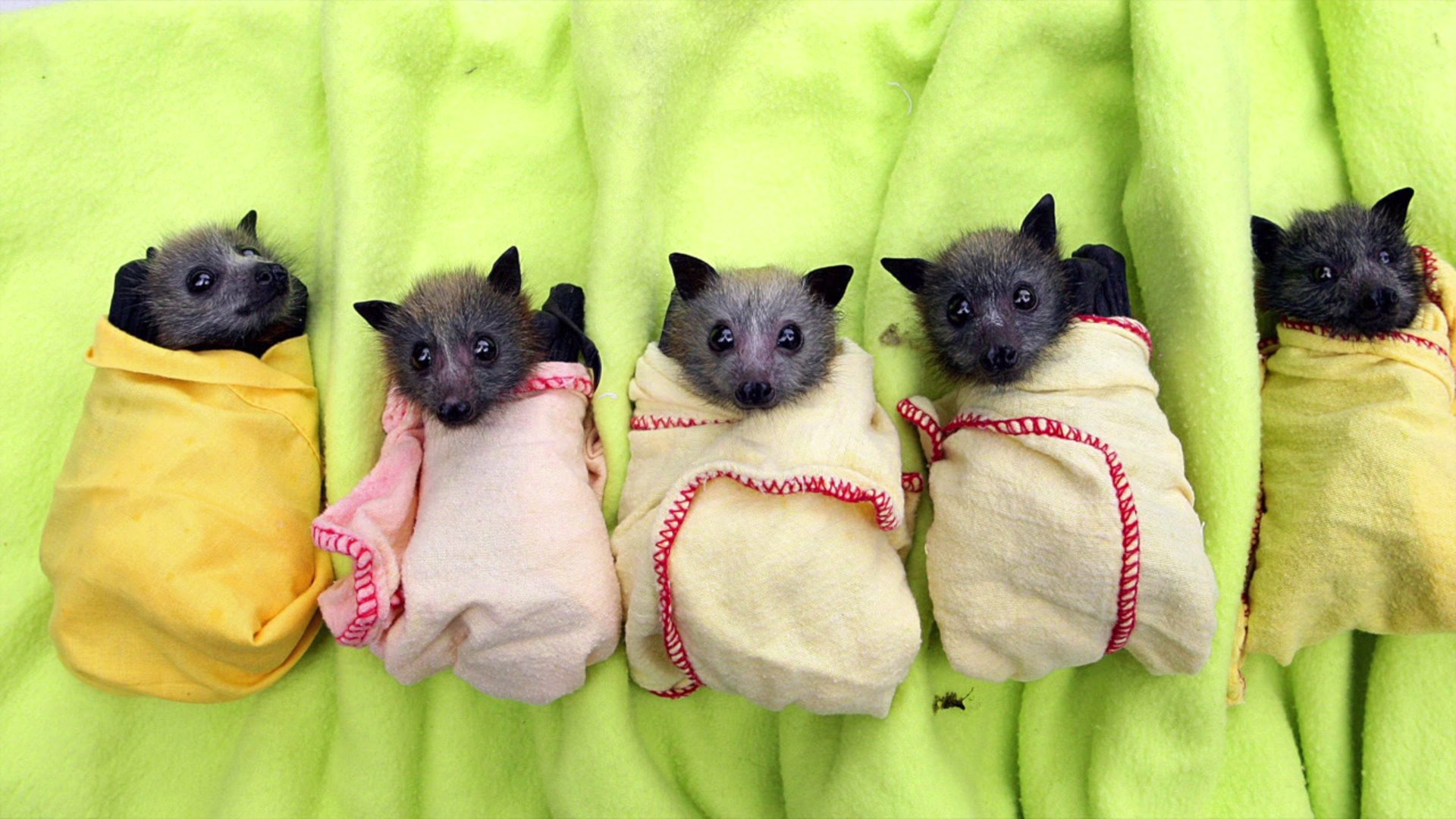 helping bats
survive